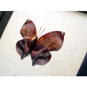 Anaea marthesia verso Leaf Mimic Butterfly