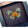 Real Framed Orange Blue Butterfly Asterope Degandii verso Moonlight Display