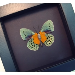 Real Framed Orange Blue Butterfly Asterope Degandii verso Moonlight Display