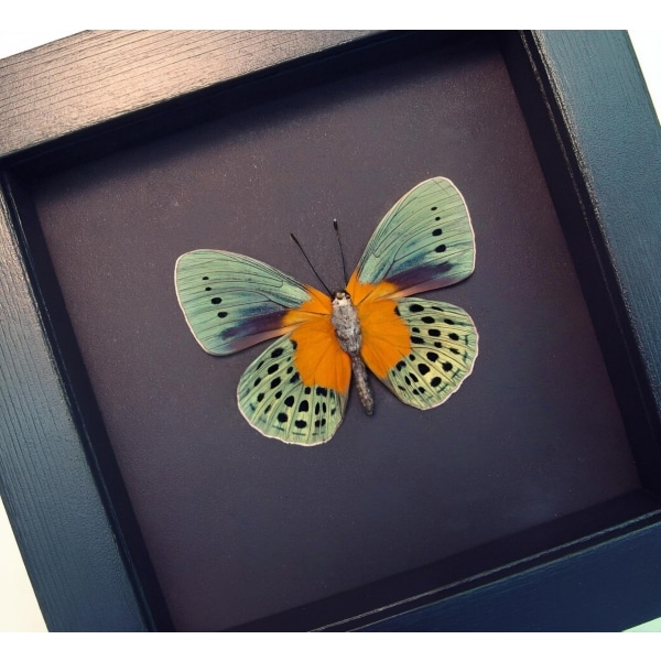 Real Framed Orange Blue Butterfly Asterope Degandii verso Moonlight Display