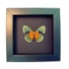 Real Framed Orange Blue Butterfly Asterope Degandii verso Moonlight Display