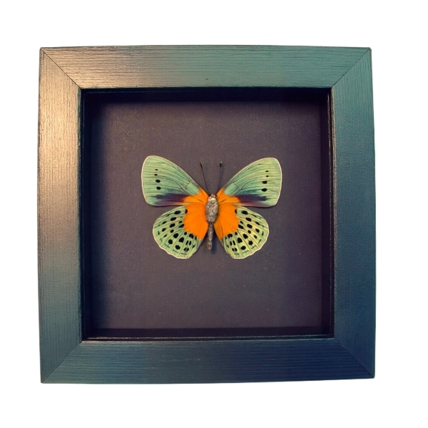 Real Framed Orange Blue Butterfly Asterope Degandii verso Moonlight Display