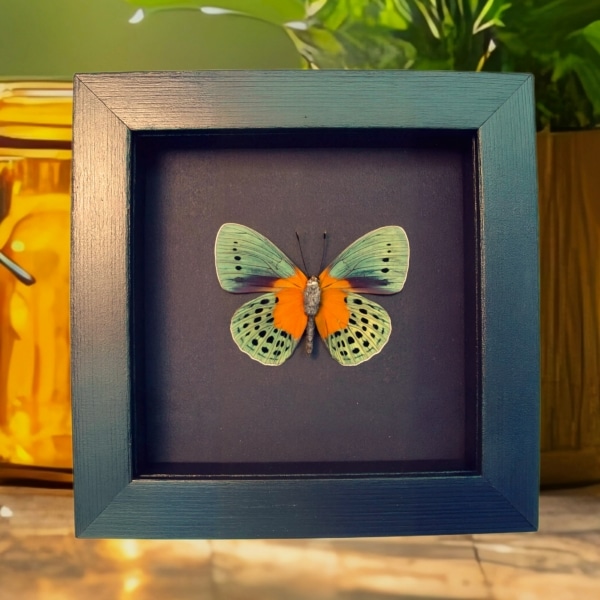 Real Framed Orange Blue Butterfly Asterope Degandii verso Moonlight Display