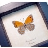 Real Framed African Butterfly Asterope pechueli Verso Taxidermy Display