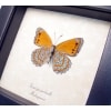 Real Framed African Butterfly Asterope pechueli Verso Taxidermy Display