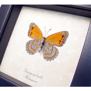 Real Framed African Butterfly Asterope pechueli Verso Taxidermy Display