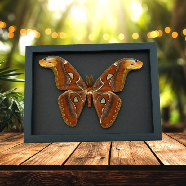 Attacus Atlas Male Moth large Snake Head Moth Framed Taxidermy Moonlight Display