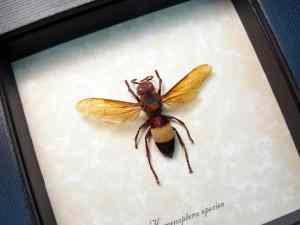 Hymenoptera Banded Amber Hornet Framed Insect Taxidermy Display