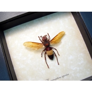 Hymenoptera Banded Amber Hornet Framed Insect Taxidermy Display