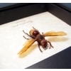 Hymenoptera Banded Amber Hornet Framed Insect ooak