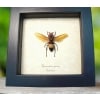 Real Banded Amber Hornet Framed Insect Hymenoptera Taxidermy Display