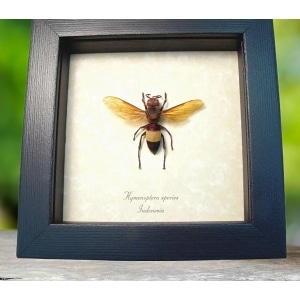 Real Banded Amber Hornet Framed Insect Hymenoptera Taxidermy Display