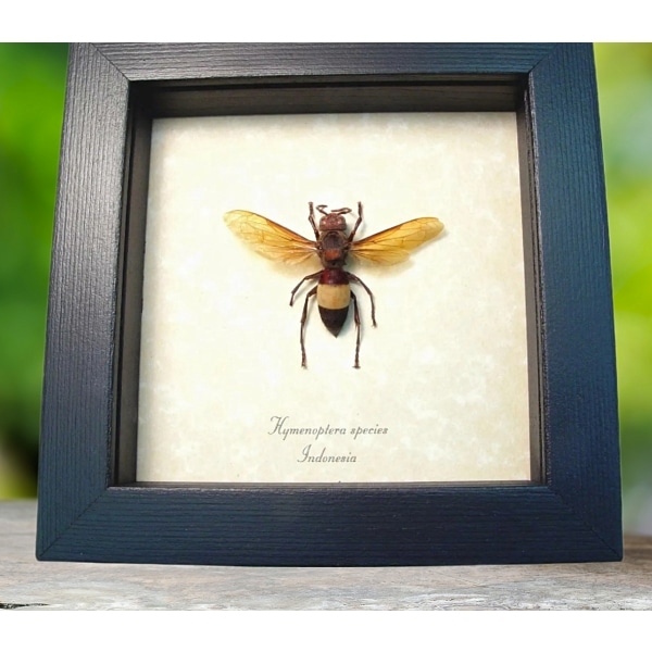Real Banded Amber Hornet Framed Insect Hymenoptera Taxidermy Display