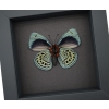 Charles Darwin Butterfly Callithea philotima Asterope leprieuri Framed Taxidermy Moonlight Display