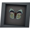 Charles Darwin Butterfly Callithea philotima Asterope leprieuri Framed Taxidermy Moonlight Display