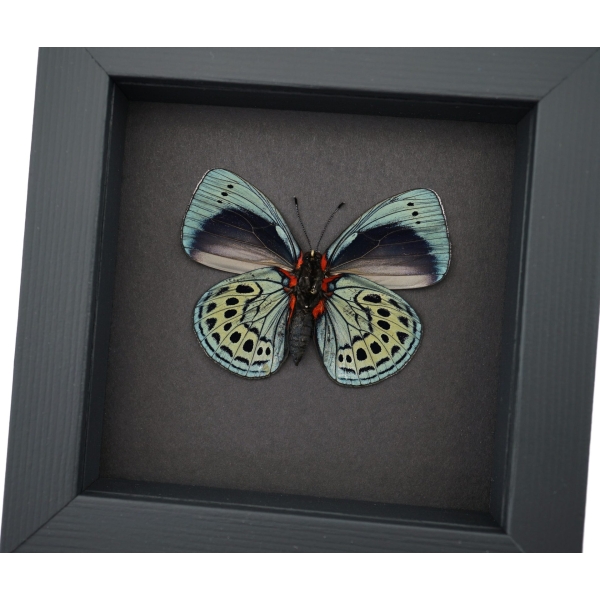 Charles Darwin Butterfly Callithea philotima Asterope leprieuri Framed Taxidermy Moonlight Display