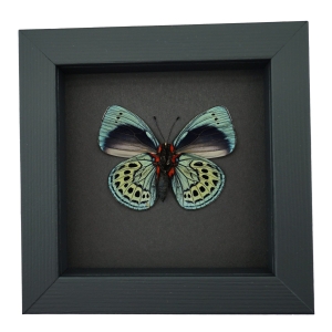 Charles Darwin Butterfly Callithea philotima Asterope leprieuri Framed Taxidermy Moonlight Display