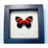 Real Framed Red Butterfly Catagramma cynosura Taxidermy Display
