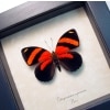 Catagramma cynosura Blood Red Butterfly Framed Taxidermy