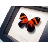 Catagramma cynosura Blood Red Butterfly Framed Taxidermy