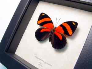 Catagramma cynosura Blood Red Butterfly Framed Taxidermy