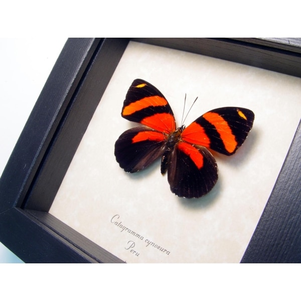 Catagramma cynosura Blood Red Butterfly Framed Taxidermy