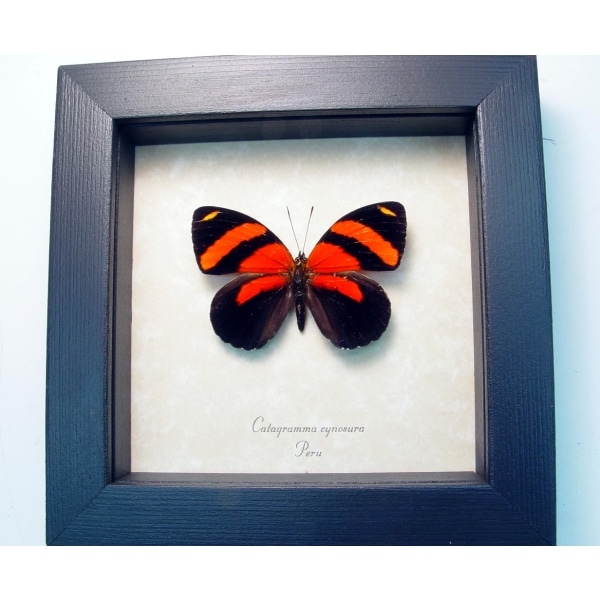 Real Framed Red Butterfly Catagramma cynosura Taxidermy Display