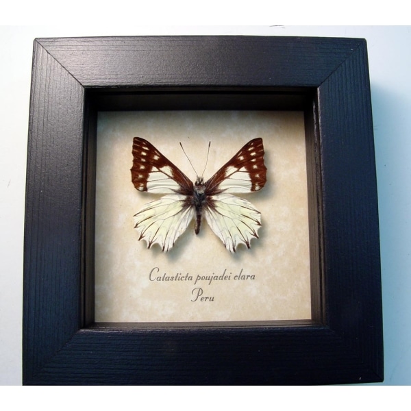Catasticta poujadei clara Dartwhite Butterfly Framed Taxidermy Display Catasticta poujadei clara Dartwhite Butterfly Framed Taxidermy Display