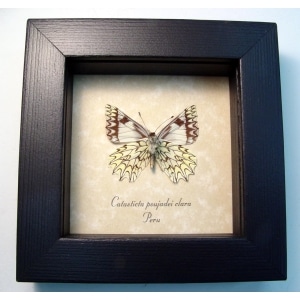 Catasticta poujadei clara Verso Dartwhite Butterfly Framed Taxidermy Display