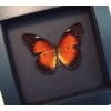 Red Lacewing Butterfly Cethosia biblis Framed Taxidermy Moonlight Display