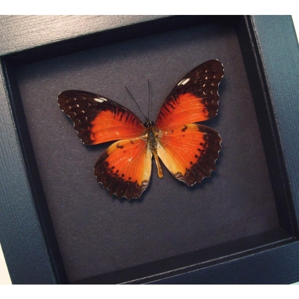 Red Lacewing Butterfly Cethosia biblis Framed Taxidermy Moonlight Display