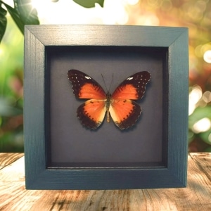 Red Lacewing Butterfly Cethosia biblis Framed Taxidermy Moonlight Display