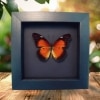 Red Lacewing Butterfly Cethosia biblis Framed Taxidermy Moonlight Display