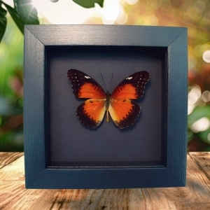 Red Lacewing Butterfly Cethosia biblis Framed Taxidermy Moonlight Display