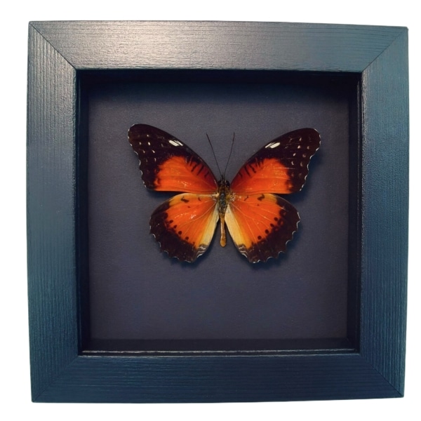 Red Lacewing Butterfly Cethosia biblis Framed Taxidermy Moonlight Display