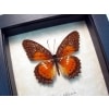 Cethosia Biblis Picta Bared Lacewing Butterfly Framed Taxidermy Display