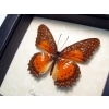 Cethosia Biblis Picta Bared Lacewing Butterfly Framed Taxidermy Display