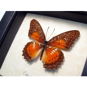 Cethosia Biblis Picta Bared Lacewing Butterfly Framed Taxidermy Display