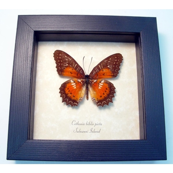 Cethosia Biblis Picta Bared Lacewing Butterfly Framed Taxidermy Display