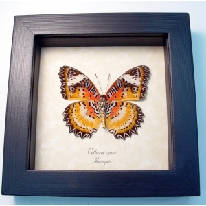 Cethosia cyane verso Leopard Lacewing Butterfly Framed Taxidermy Display