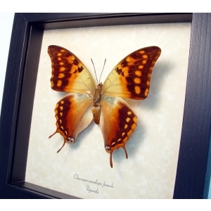 Charaxes candiope Female African Dagger Tail Butterfly Framed Taxidermy Display