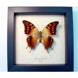 Charaxes candiope Female African Dagger Tail Butterfly Framed Taxidermy Display