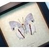 Charaxes hadrianus Verso White Charaxes African Butterfly Framed Taxidermy Display