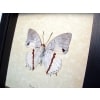Charaxes hadrianus Verso White Charaxes African Butterfly Framed Taxidermy Display