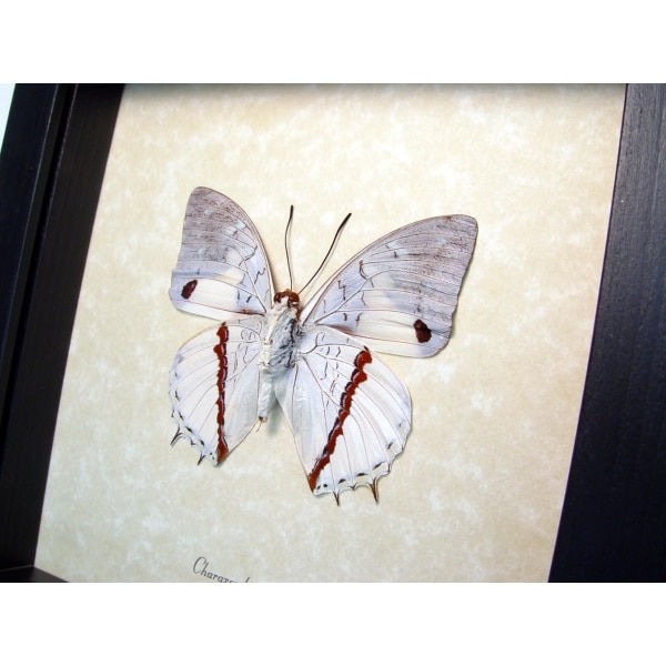Charaxes hadrianus Verso White Charaxes African Butterfly Framed Taxidermy Display