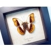 Herminia Glider Butterfly African Kuba Cloth Markings Framed Taxidermy Display