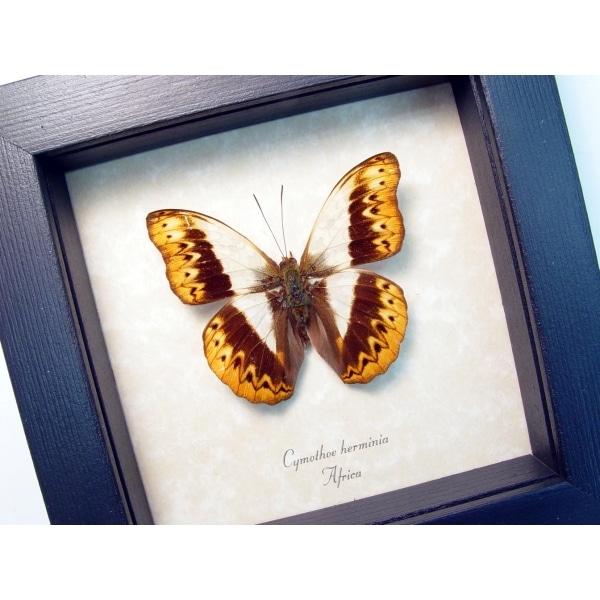 Herminia Glider Butterfly African Kuba Cloth Markings Framed Taxidermy Display