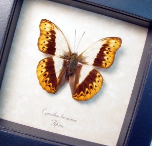 Herminia Glider Butterfly African Kuba Cloth Markings Framed Taxidermy Display