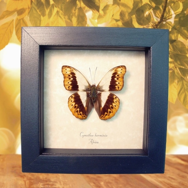 Herminia Glider African Butterfly Framed Taxidermy Display