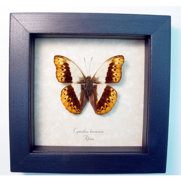 Herminia Glider Butterfly African Kuba Cloth Markings Framed Taxidermy Display